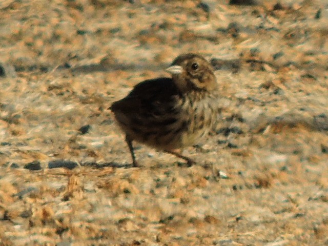 Song Sparrow - ML621834513