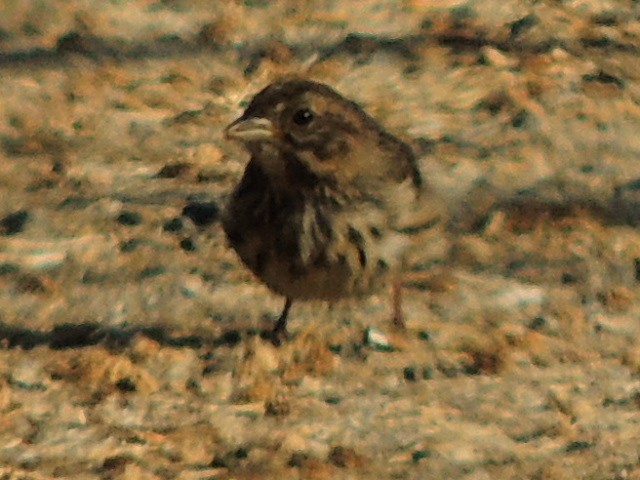 Song Sparrow - ML621834514