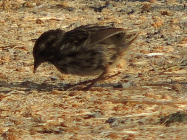 Song Sparrow - ML621834515