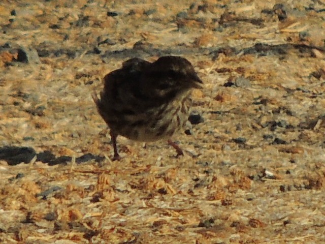 Song Sparrow - ML621834516