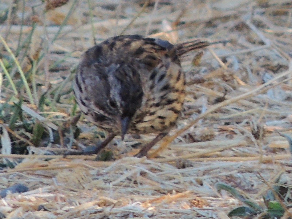 Song Sparrow - ML621834521