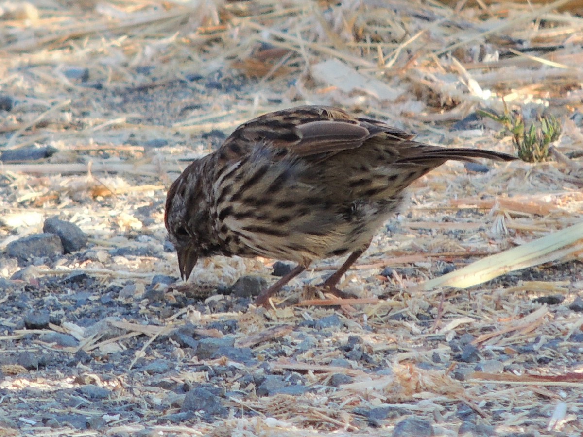 Song Sparrow - ML621834522