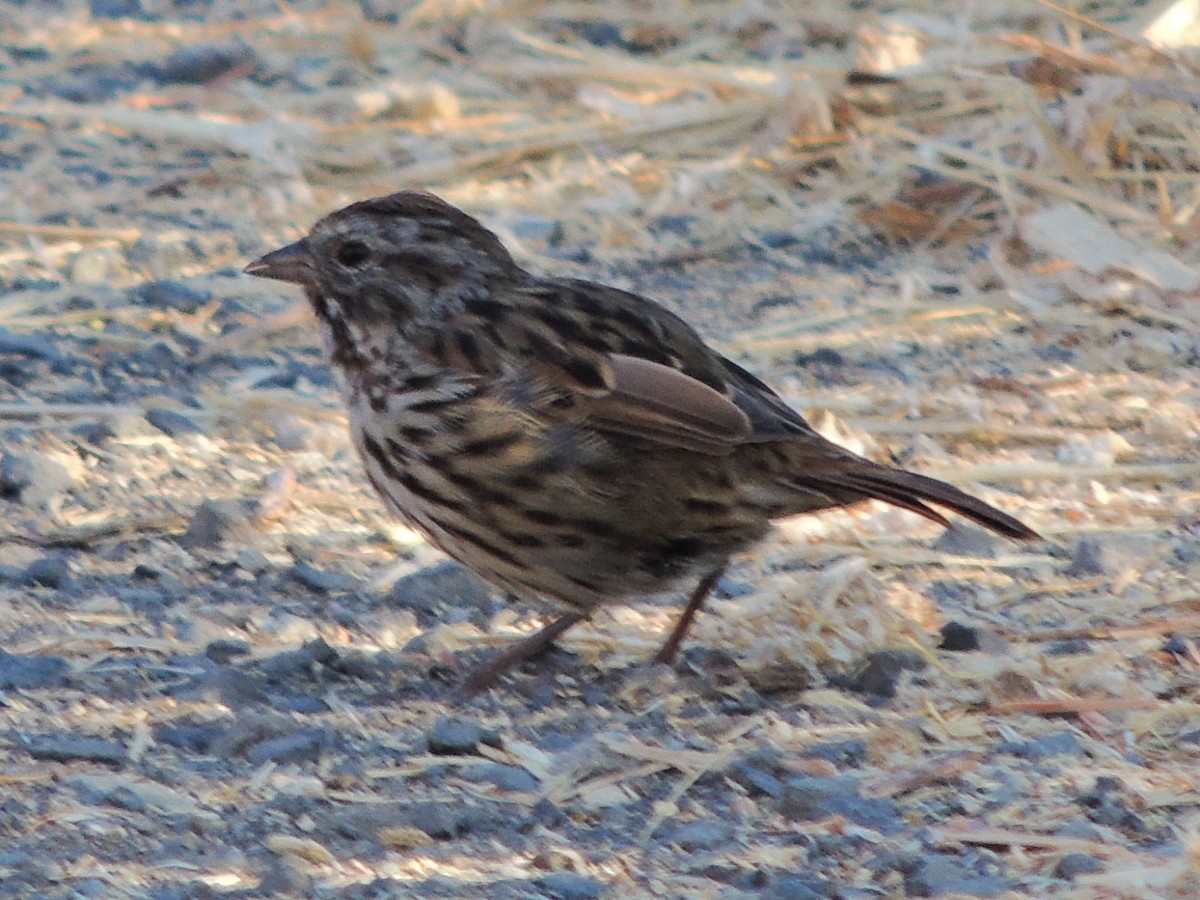 Song Sparrow - ML621834523