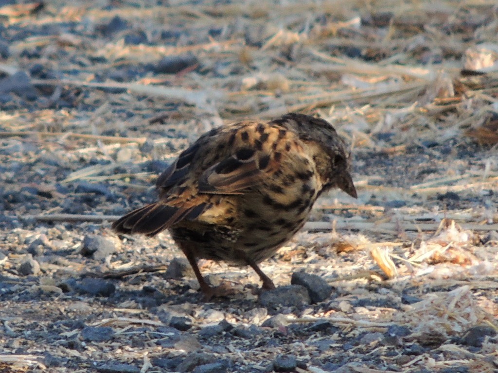 Song Sparrow - ML621834524