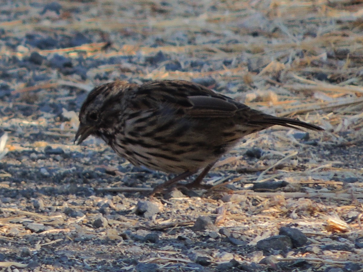 Song Sparrow - ML621834525