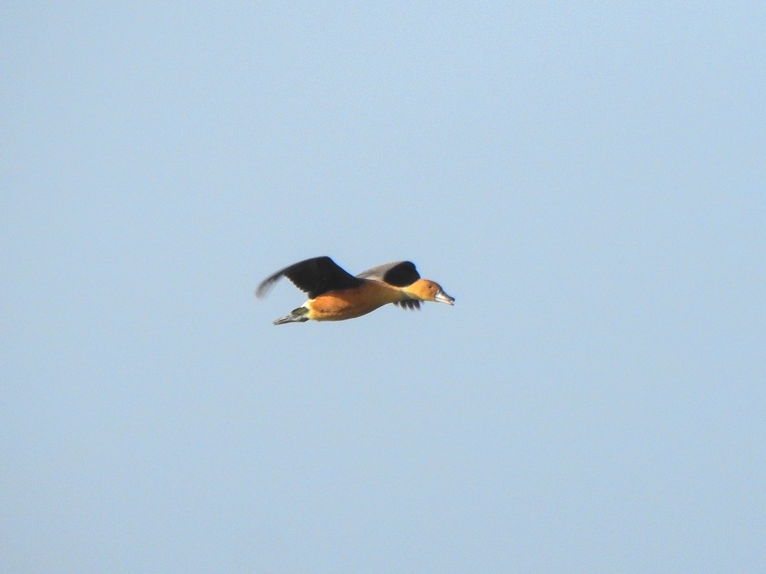 Fulvous Whistling-Duck - ML621834574