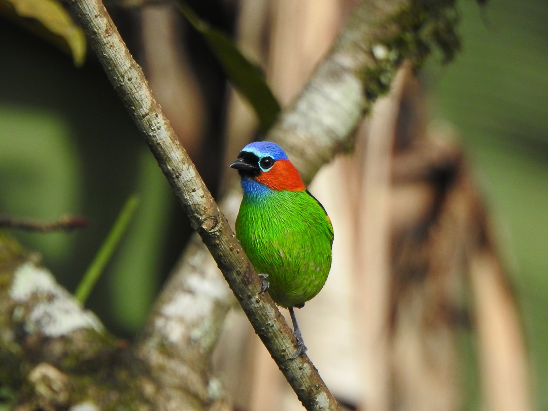 Red-necked Tanager - ML621834590