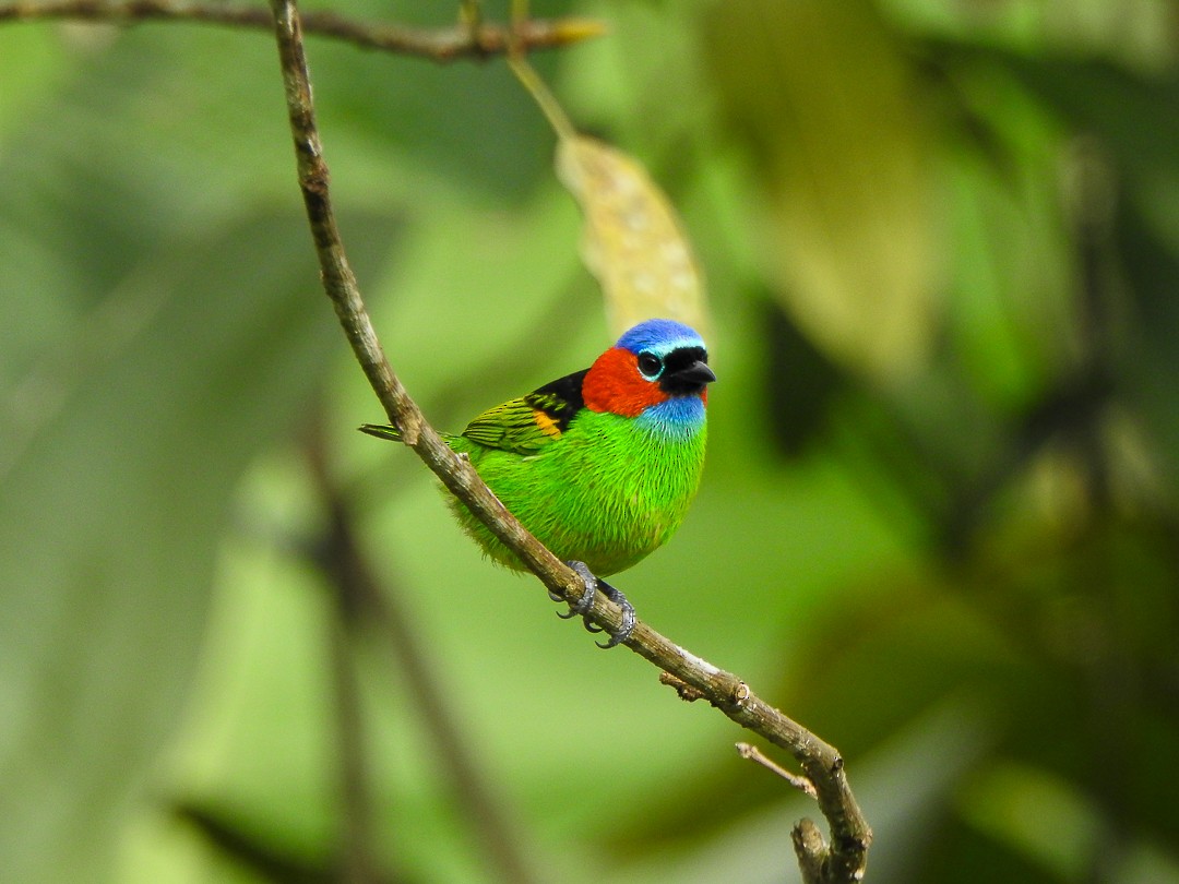 Red-necked Tanager - ML621834591
