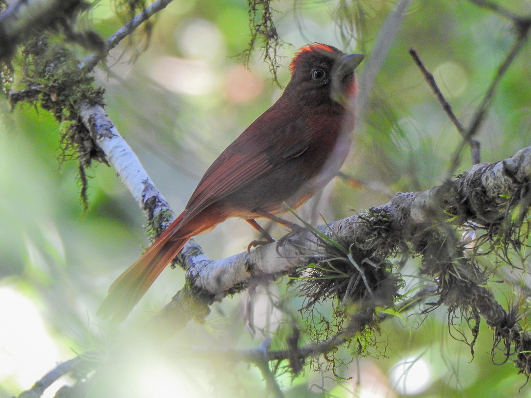 Red-crowned Ant-Tanager (Red) - ML621834622