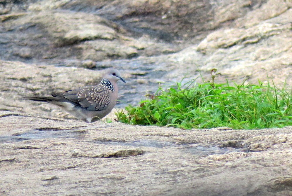 Spotted Dove - ML621834624