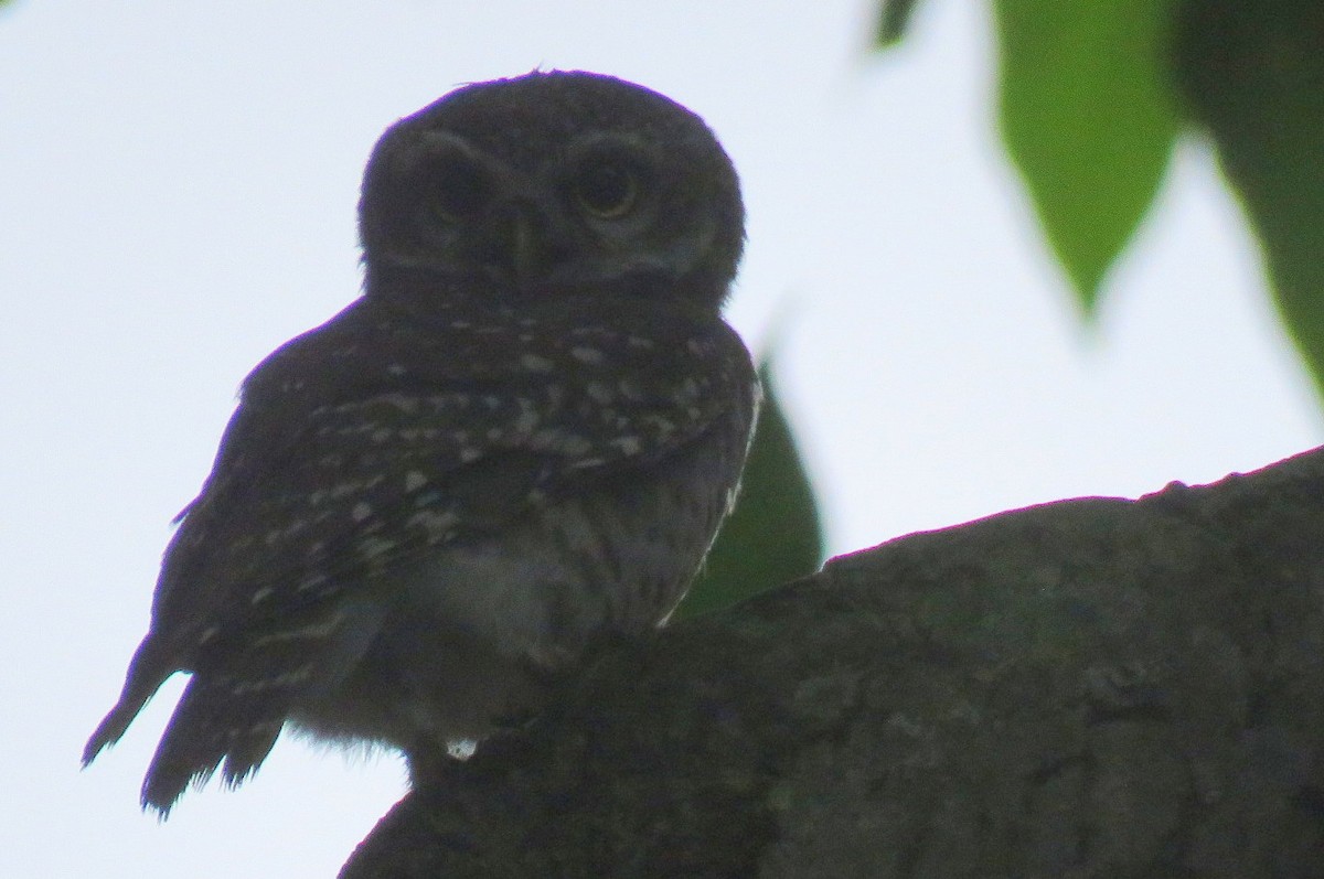 Spotted Owlet - ML621834627