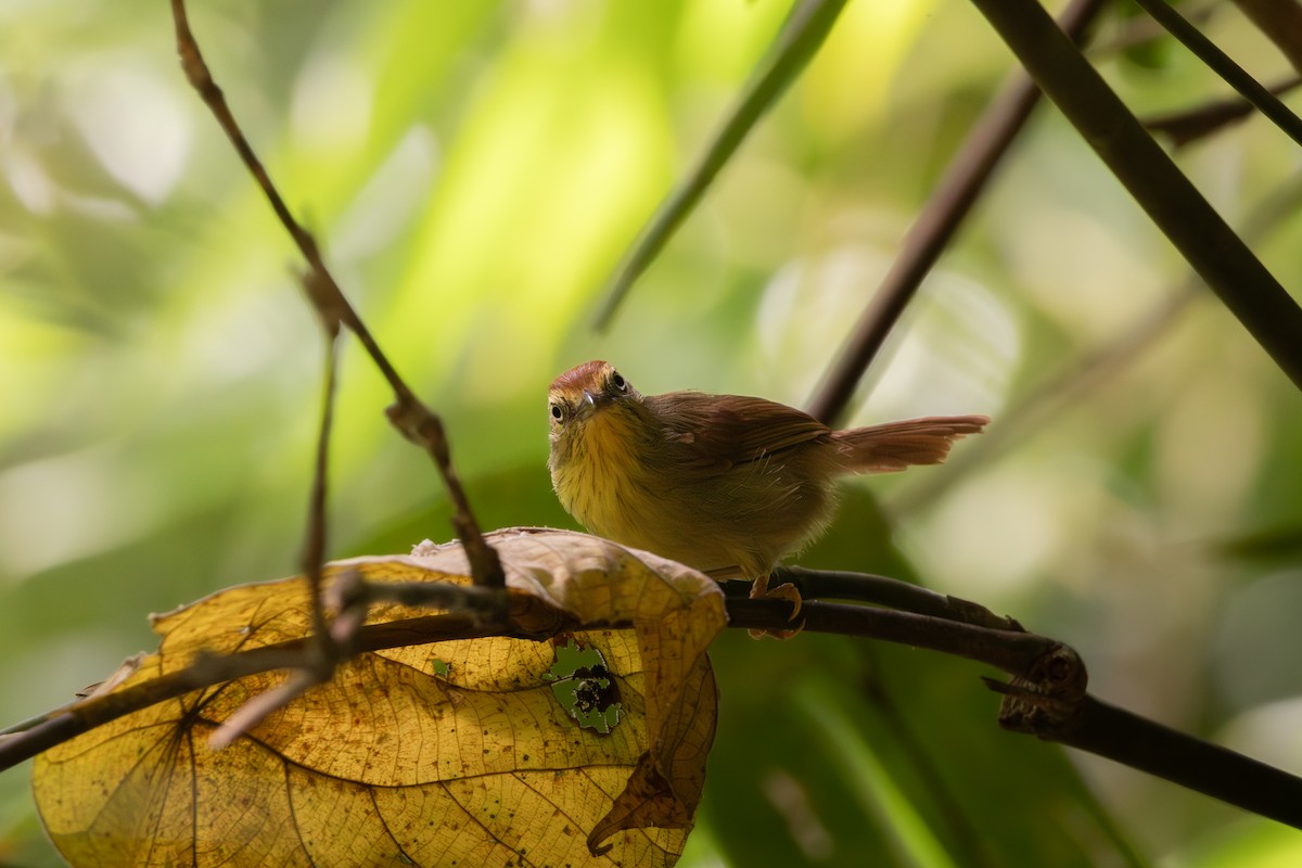 Pin-striped Tit-Babbler - ML621834673