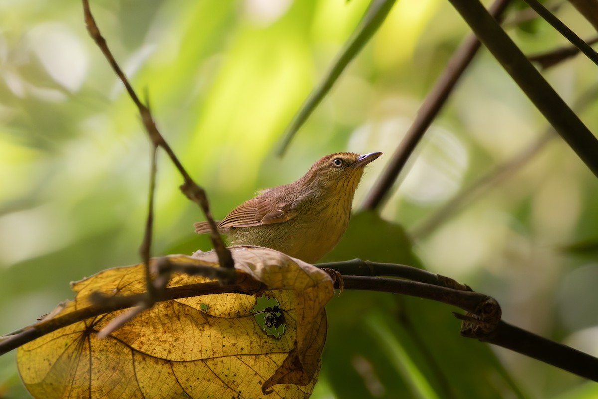 Pin-striped Tit-Babbler - ML621834674