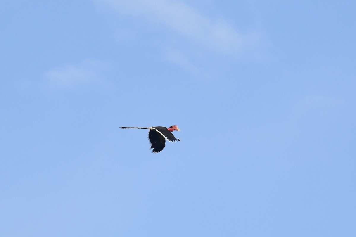 Helmeted Hornbill - Supaporn Teamwong