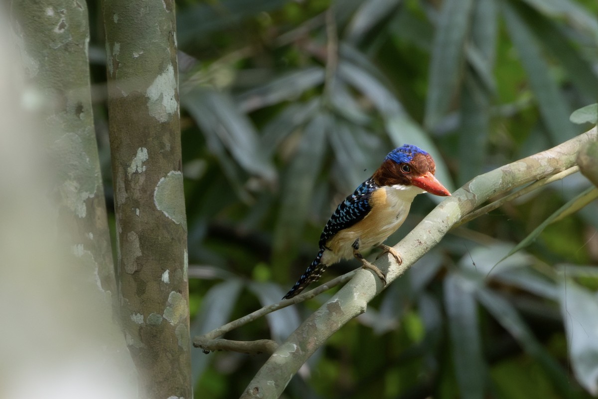 Banded Kingfisher - ML621834837