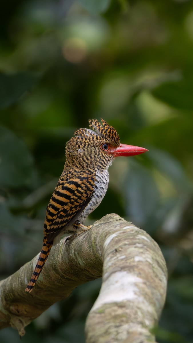 Banded Kingfisher - ML621834838