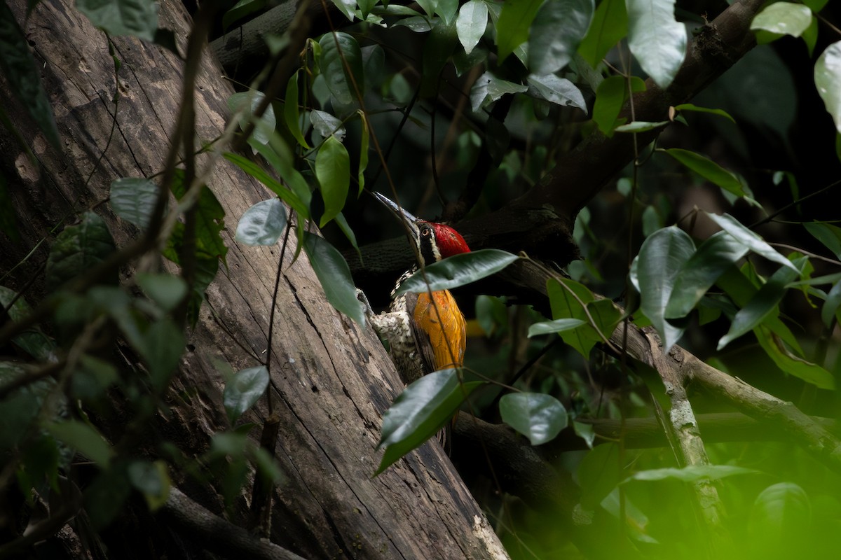 Greater Flameback - Santidharm Pattanasiri