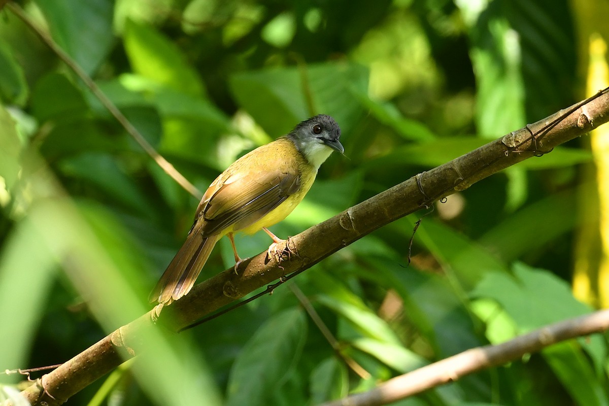 Yellow-bellied Bulbul - ML621834866