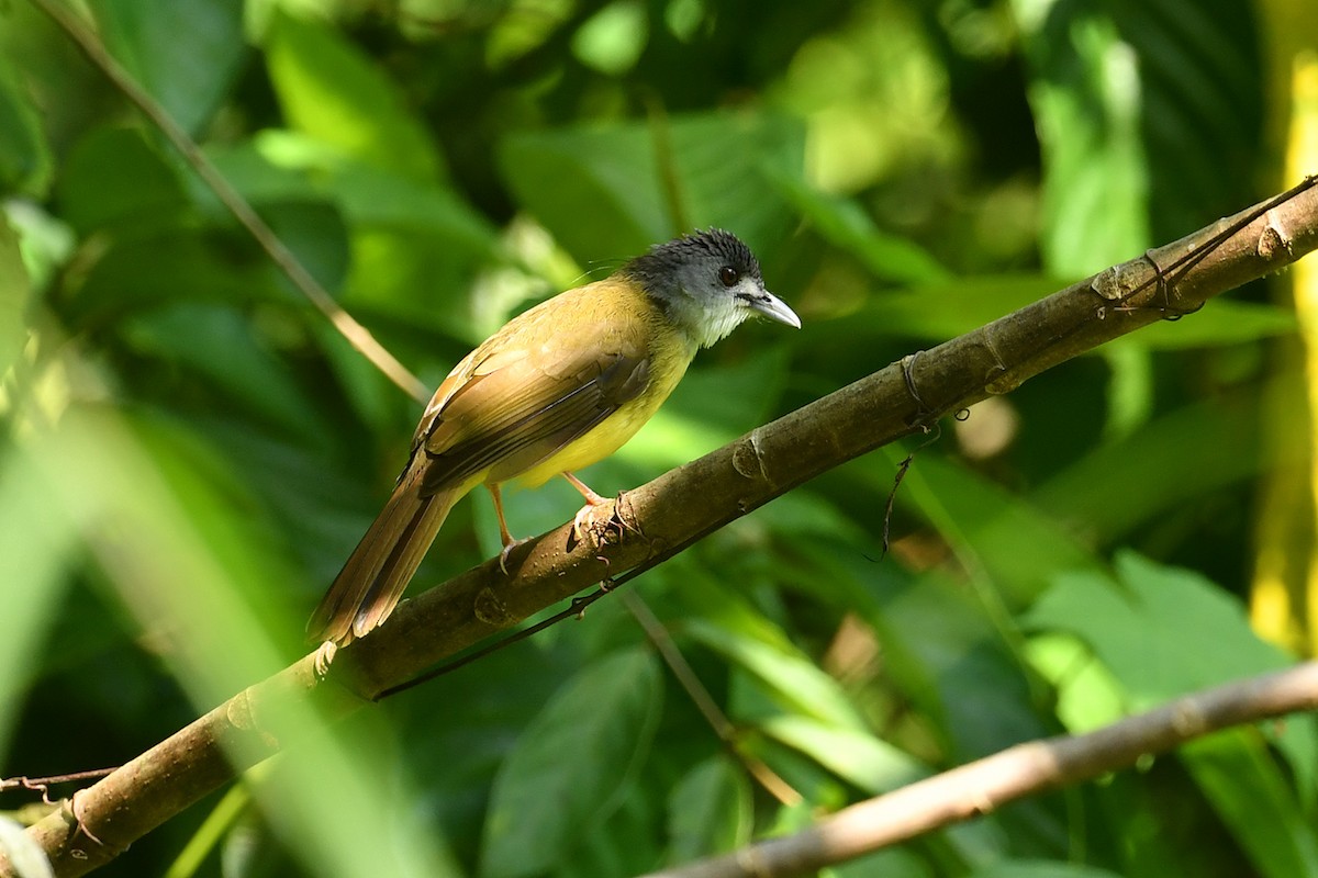 Yellow-bellied Bulbul - ML621834867