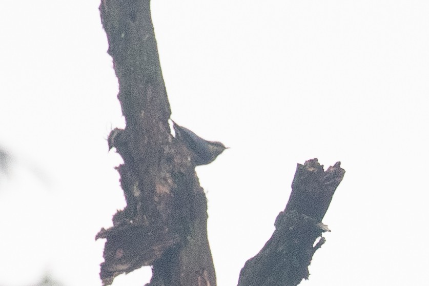 Eurasian Nuthatch (Chinese) - ML621834890