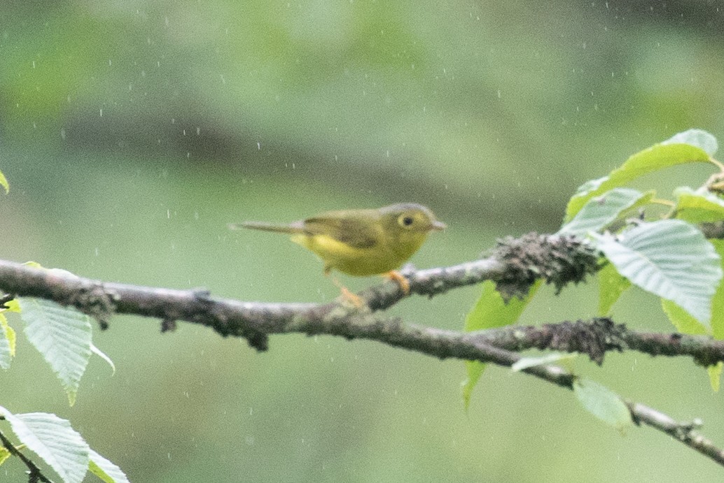 Bianchi's Warbler - ML621834988