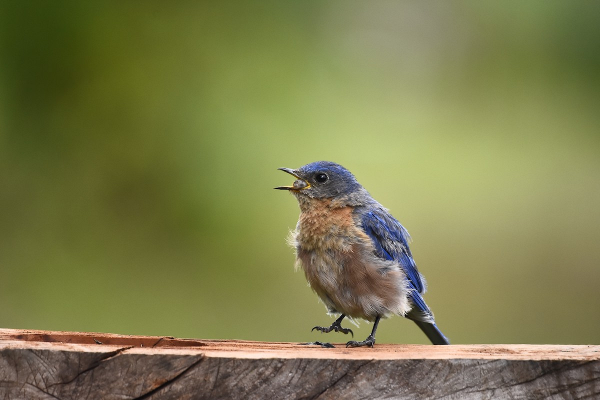 Eastern Bluebird (Mexican) - ML621834996