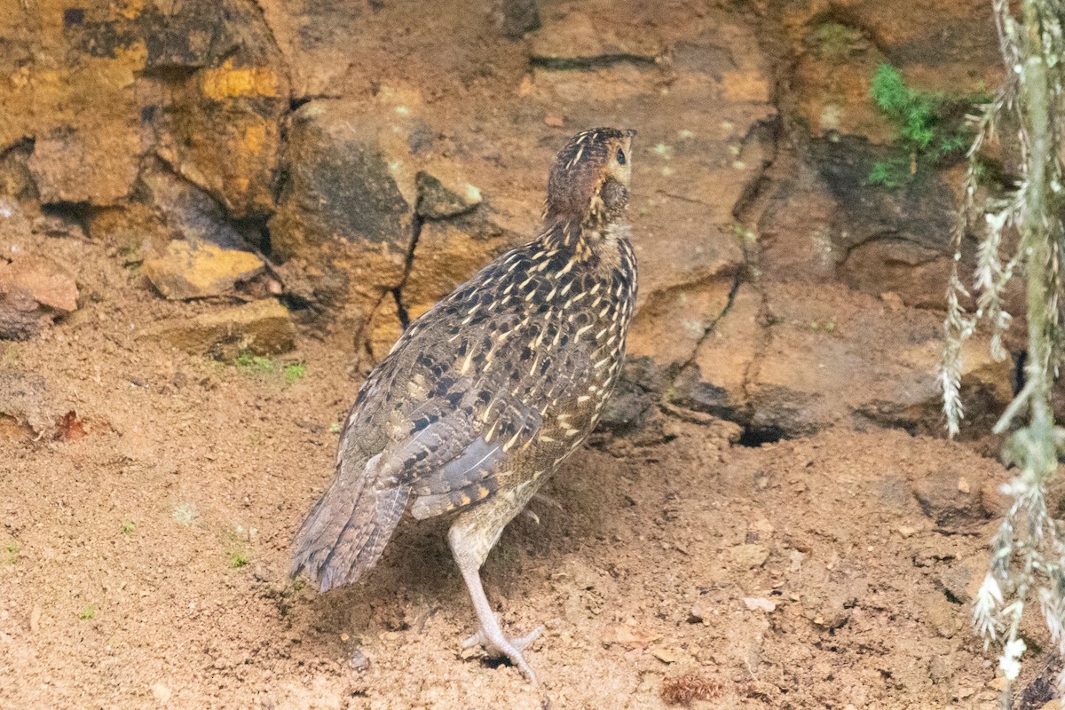 Temminck's Tragopan - ML621835013