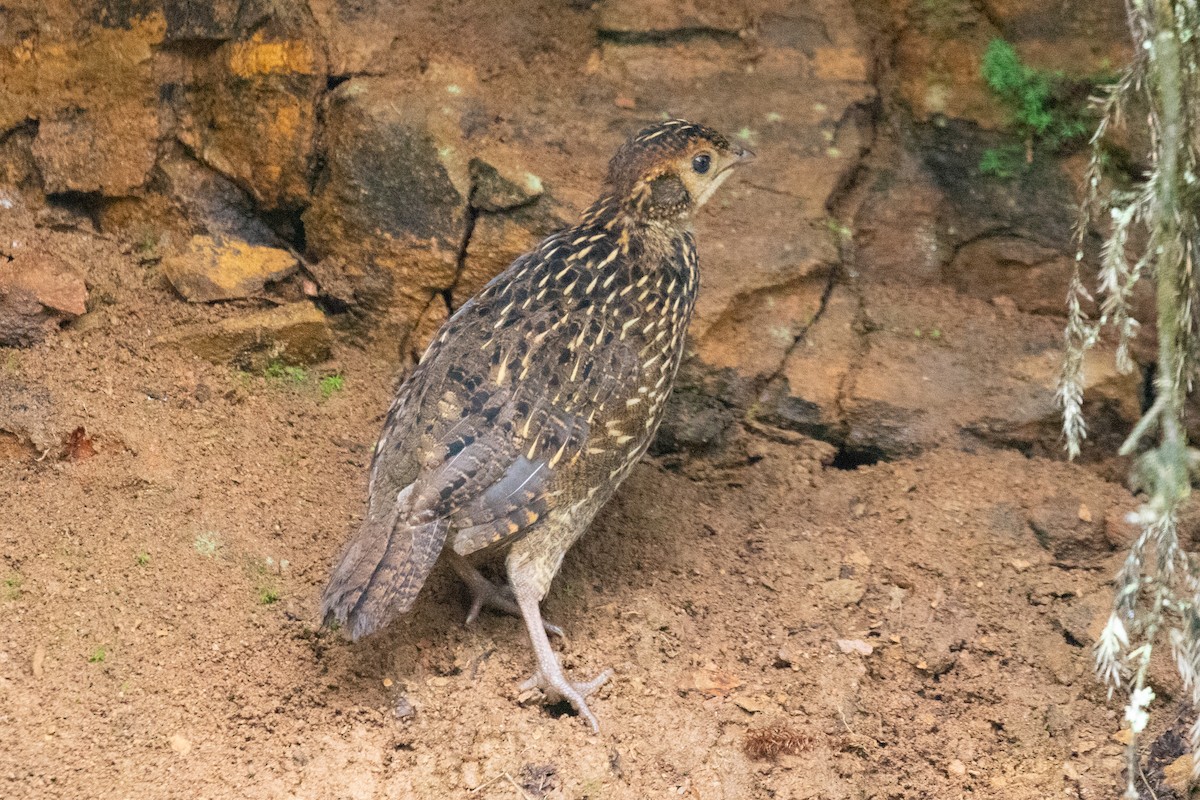 Temminck's Tragopan - ML621835014