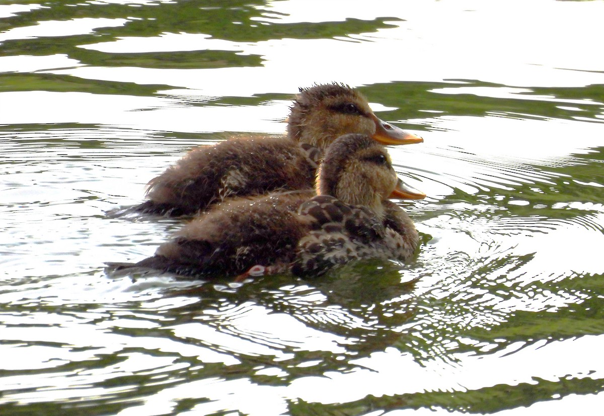 Indian Spot-billed Duck - ML621835027