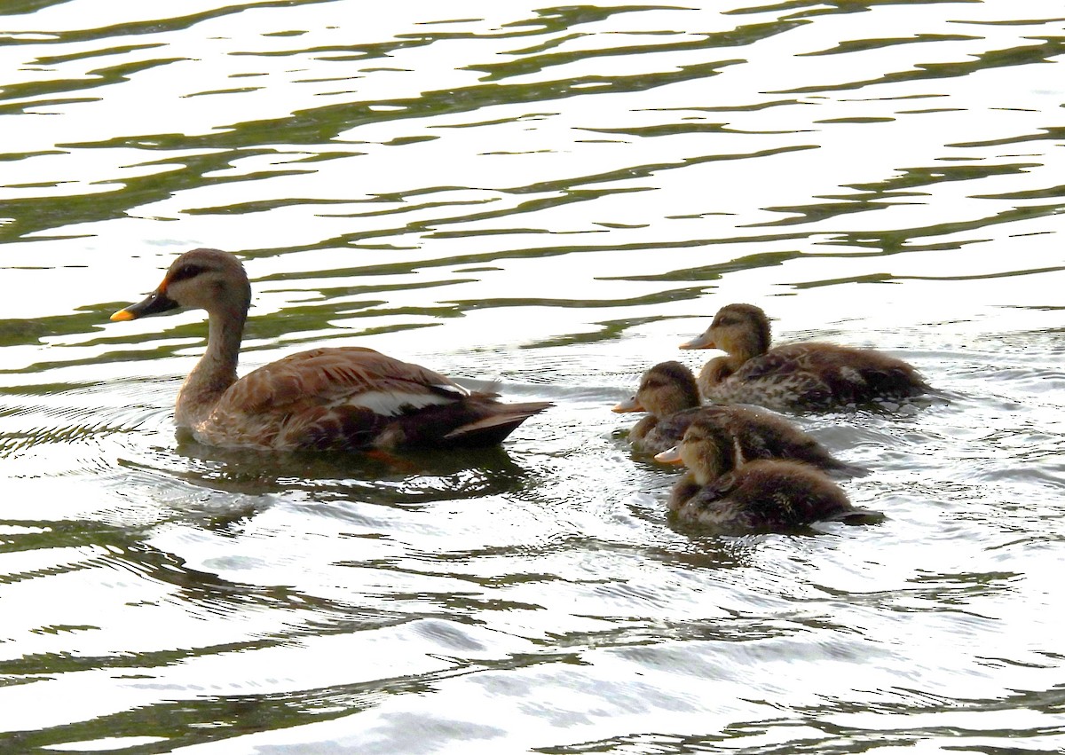 Indian Spot-billed Duck - ML621835028