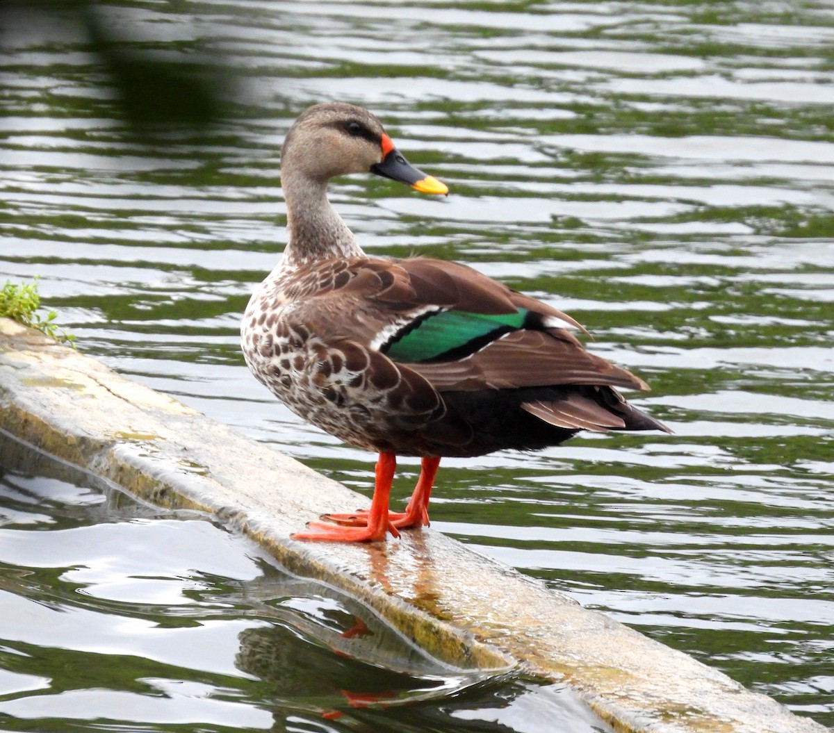 Indian Spot-billed Duck - ML621835031