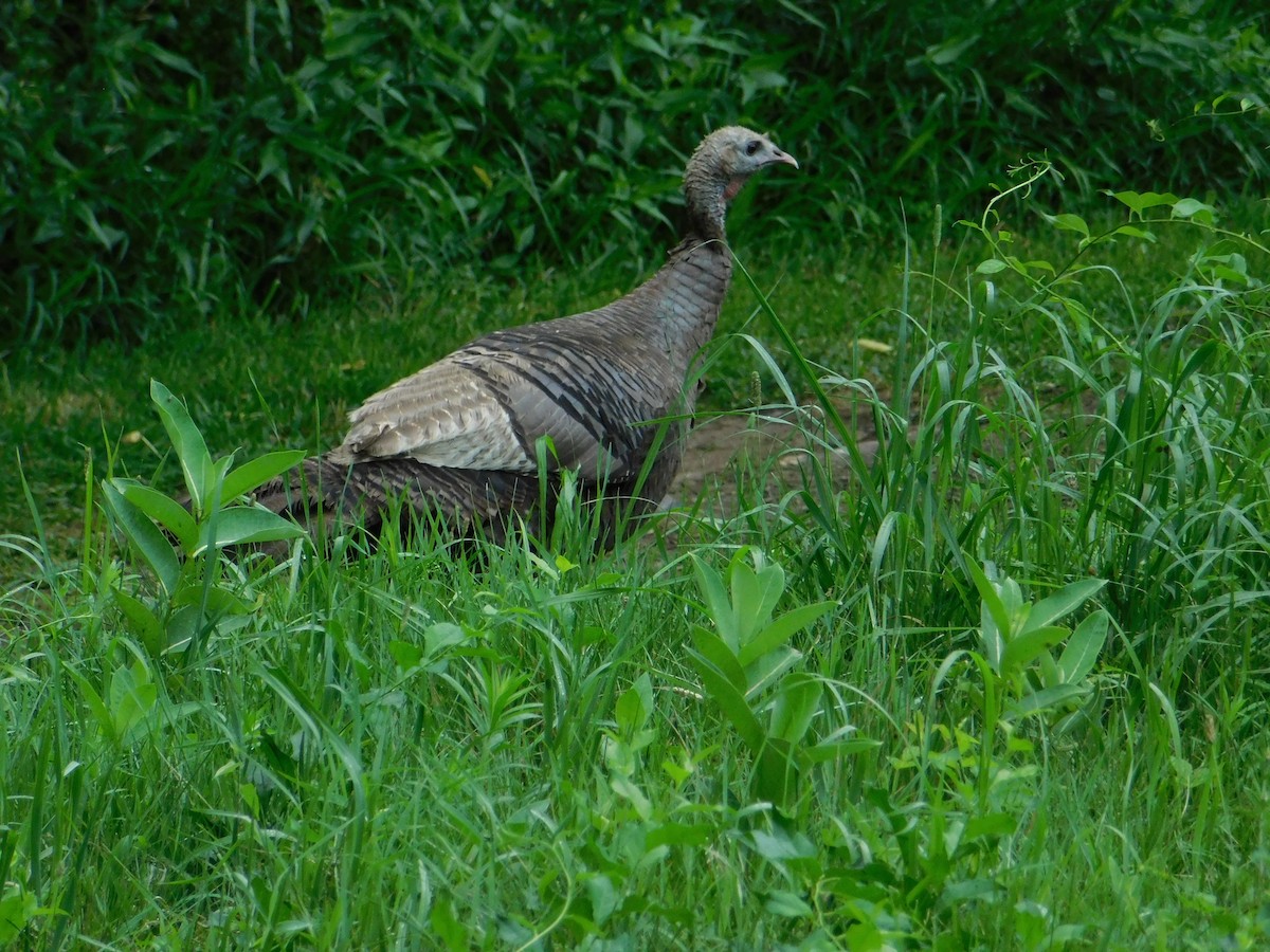 Guajolote Gallipavo - ML621835037