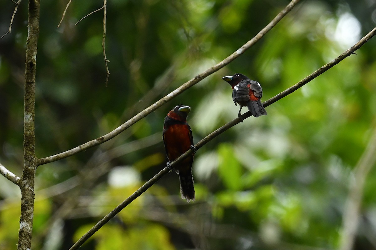 Black-and-red Broadbill - ML621835041