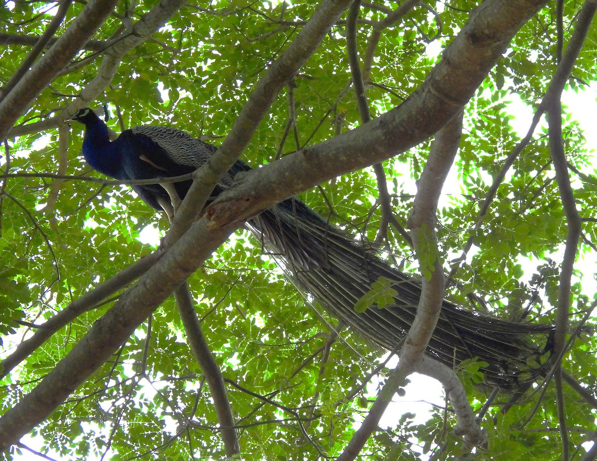 Indian Peafowl - ML621835043