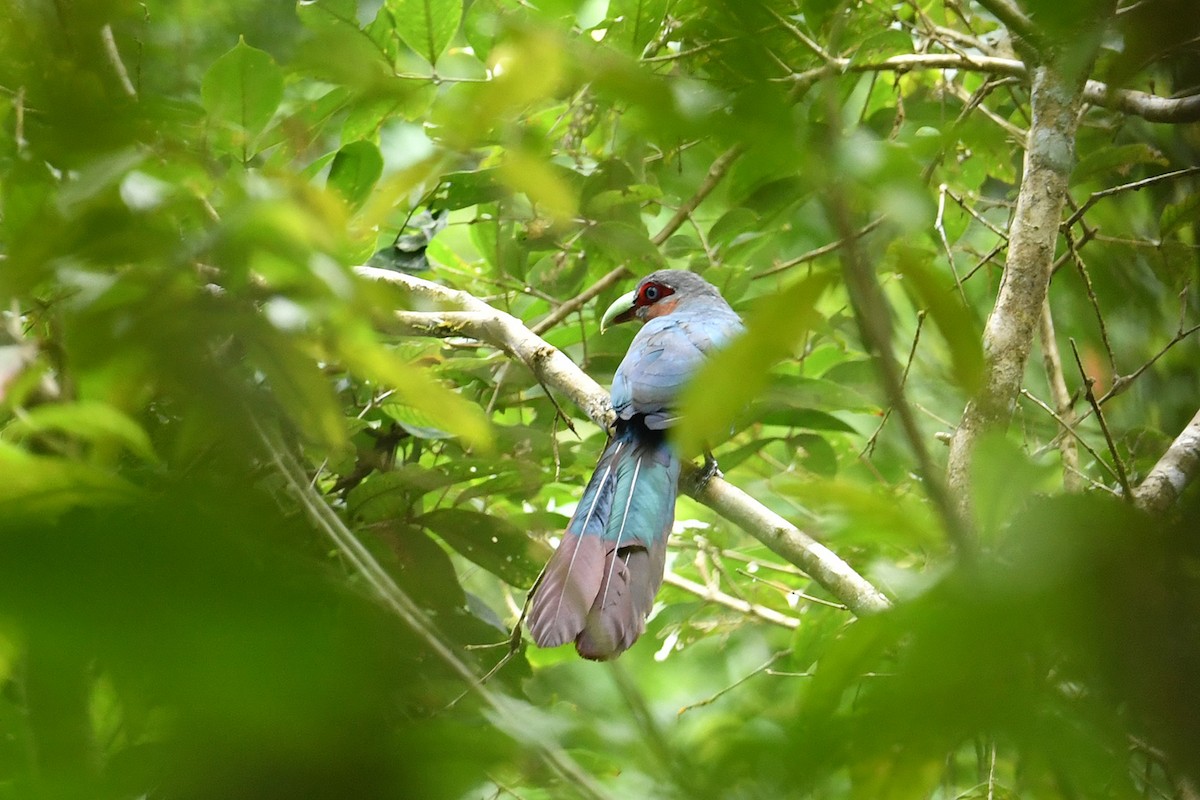 Chestnut-breasted Malkoha - ML621835053