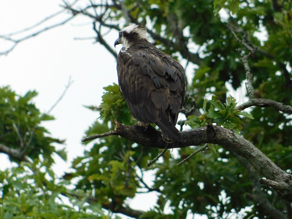 Águila Pescadora - ML621835055