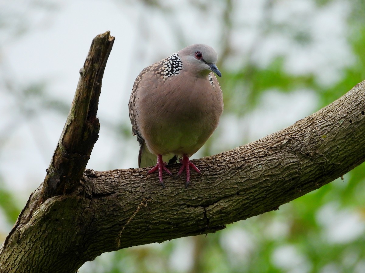 Spotted Dove - ML621835059