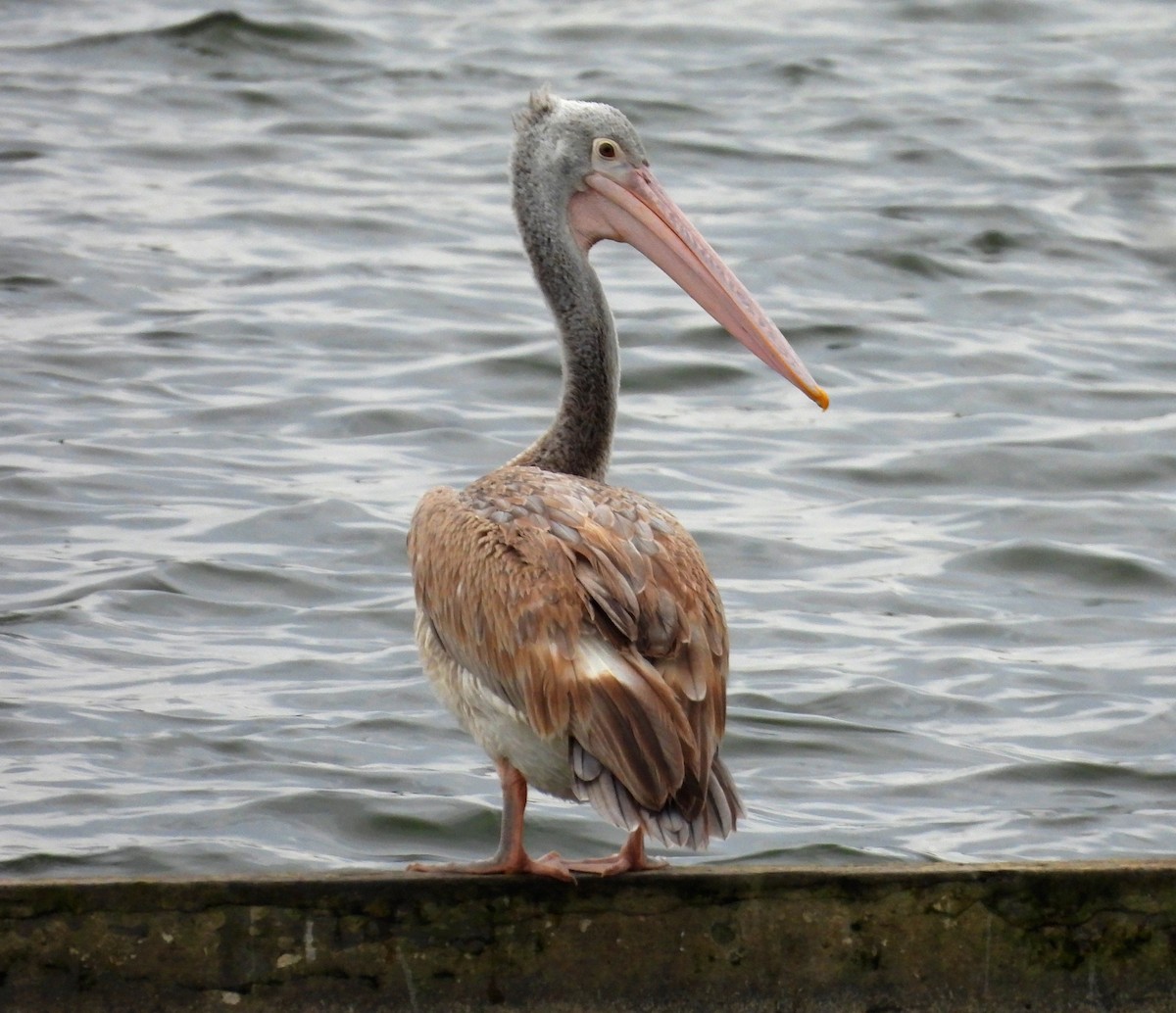 Spot-billed Pelican - ML621835075