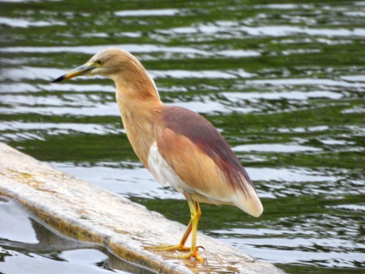 Indian Pond-Heron - ML621835080