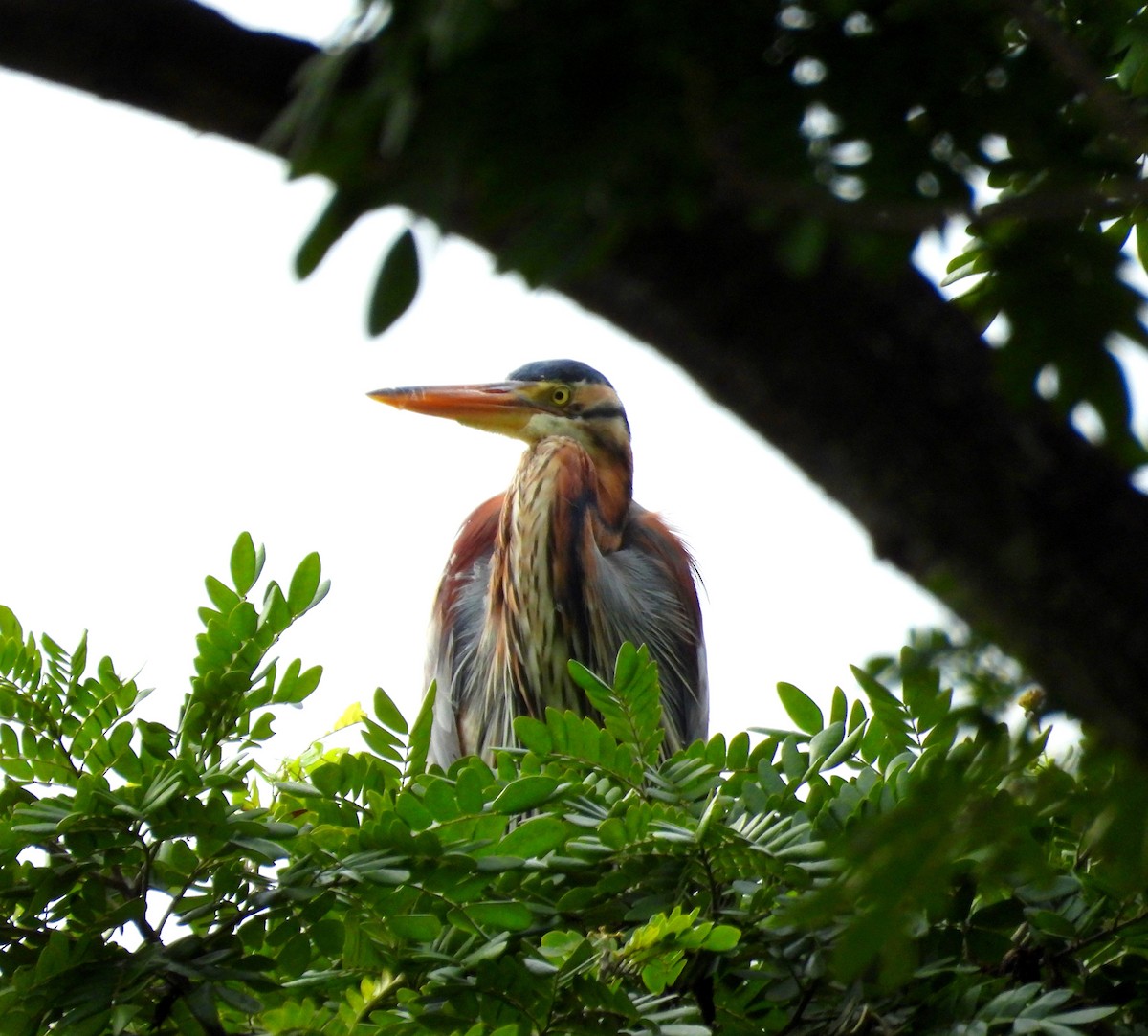 Purple Heron - ML621835083