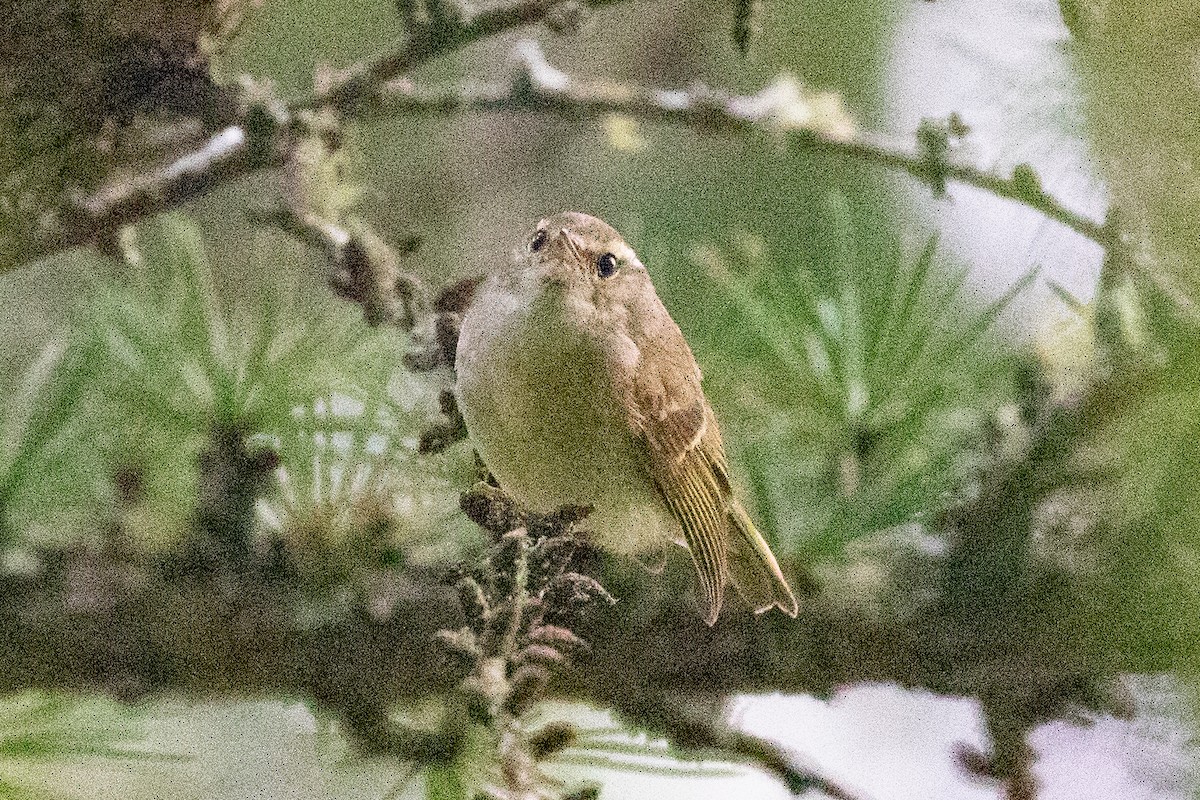 Chinese Leaf Warbler - ML621835084