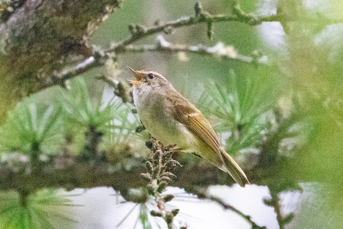 Chinese Leaf Warbler - ML621835085