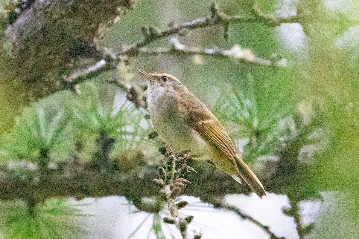 Chinese Leaf Warbler - ML621835086