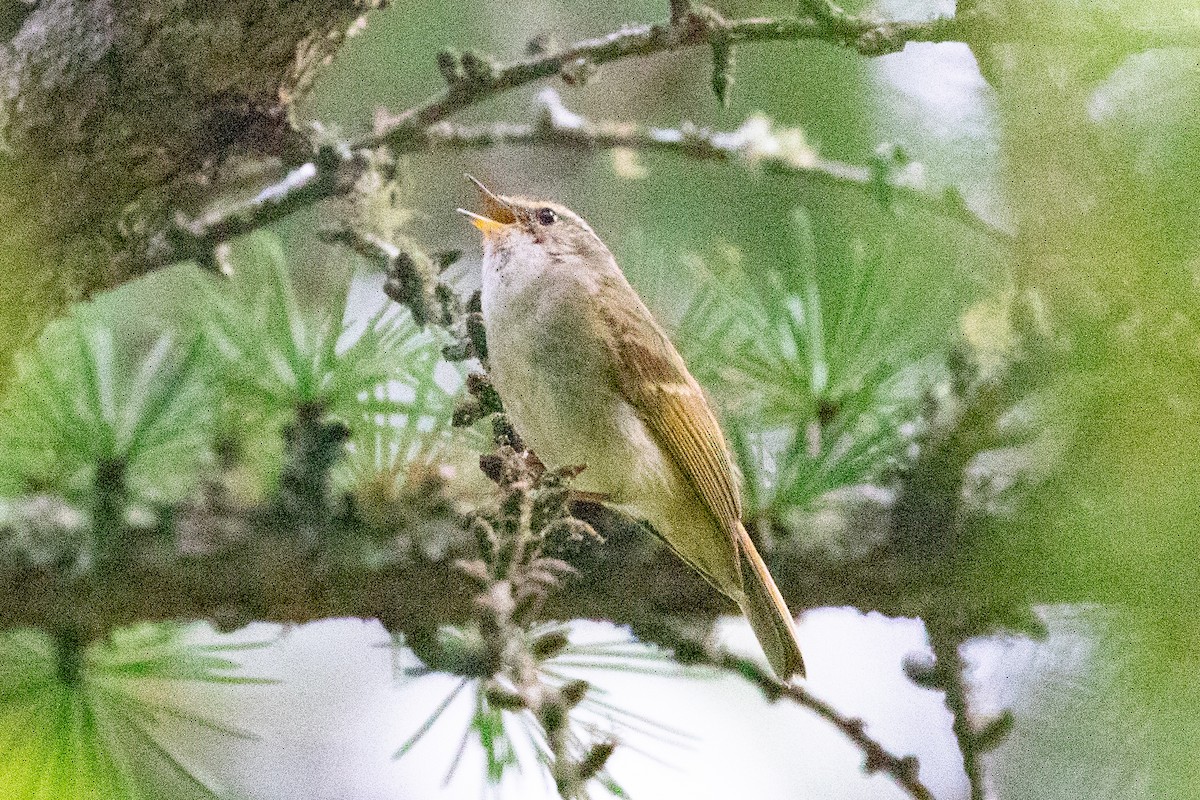 Chinese Leaf Warbler - ML621835087