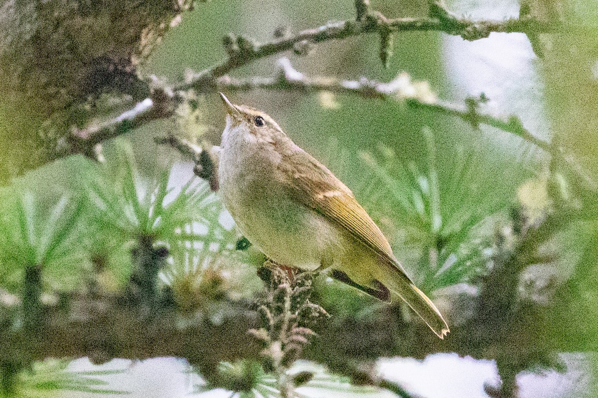 Chinese Leaf Warbler - ML621835088