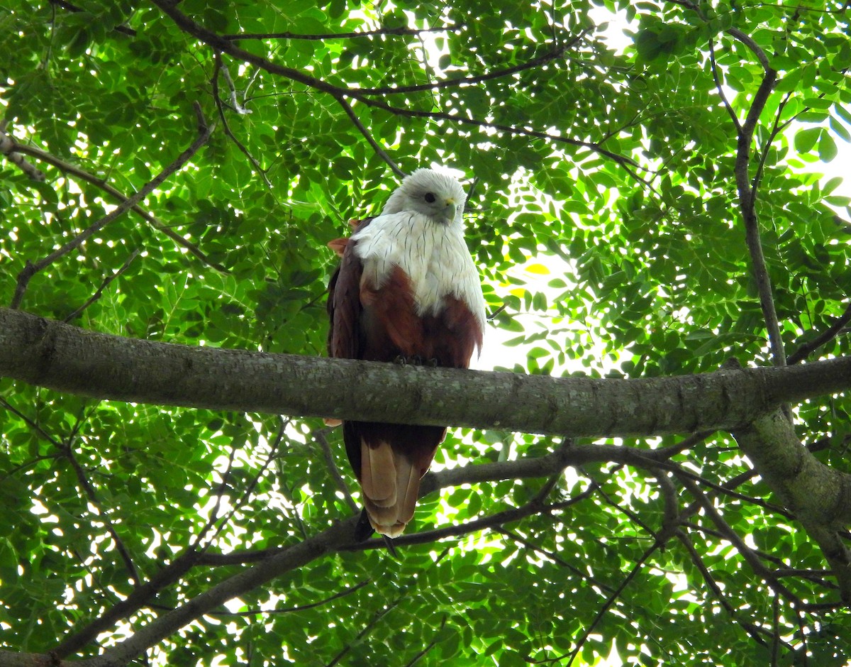 Brahminy Kite - ML621835102