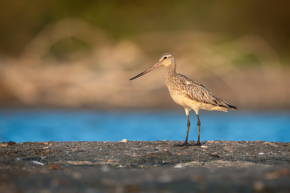 Bar-tailed Godwit - ML621835172