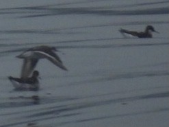 Red-necked Phalarope - ML621835192