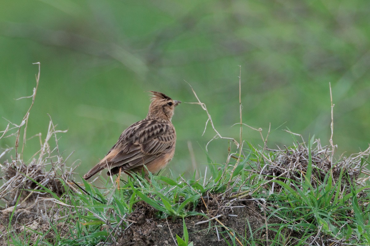 Tawny Lark - Rohit Tibrewal