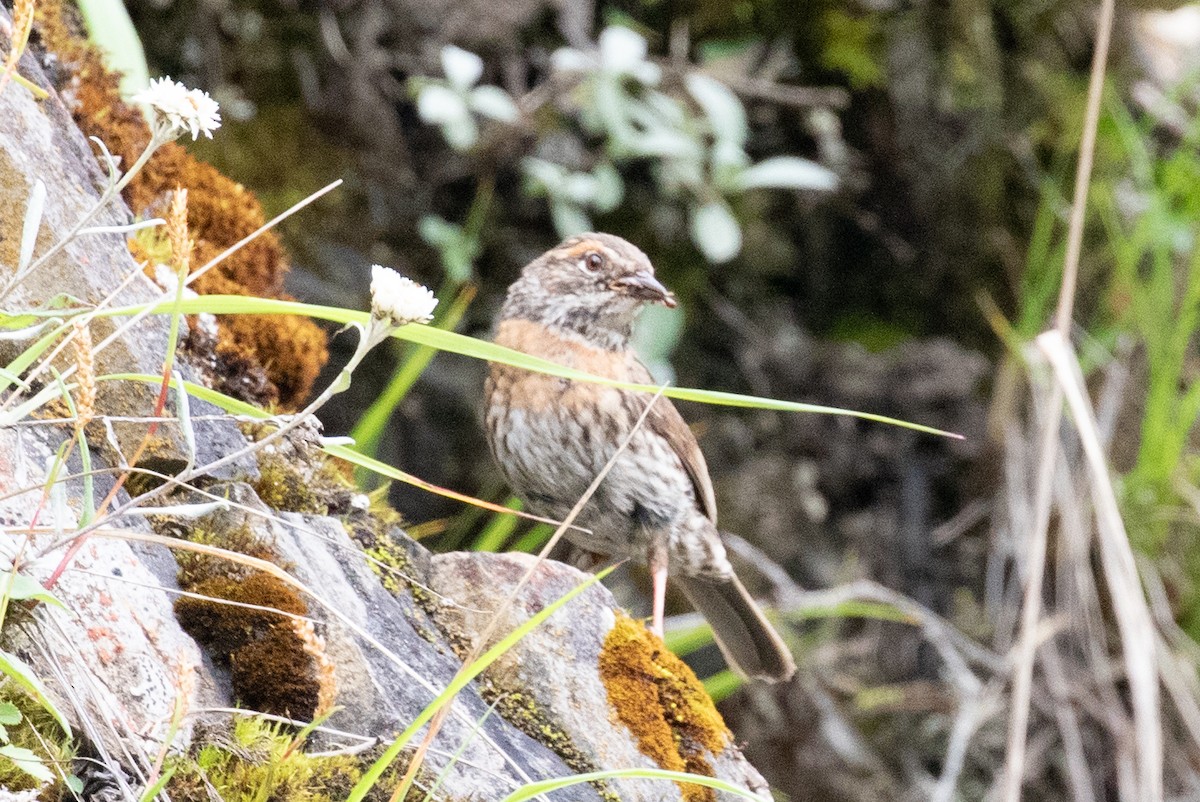 Rufous-breasted Accentor - ML621835225